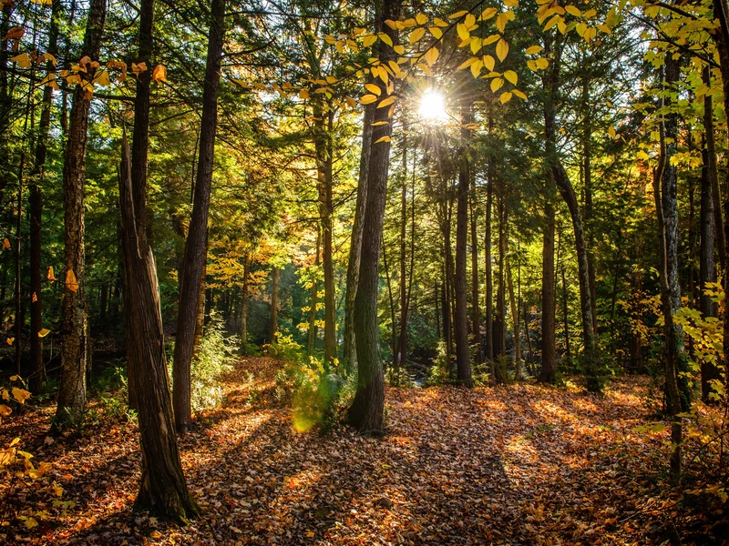 Projet écologique communautaire